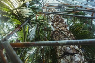Prace przy palmiarni i raport o kondycji jej roślin