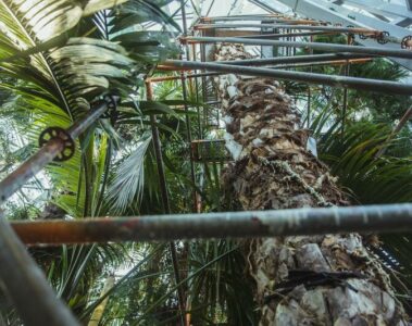 Prace przy palmiarni i raport o kondycji jej roślin