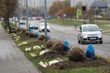 Gdańsk. Wspólne sadzenie 79 drzewek lipy drobnolistnej wzdłuż ul. Obrońców Wybrzeża na gdańskim Przymorzu.