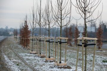 drzewa-przy-dabrowskiego-lodz-buduje-zielona-lodz__5_