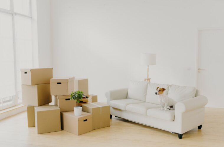 Photo of small dog on comfortable sofa poses in spacious living room, family personal belongings in packages, pile of carton parcels in empty room, light walls, big wondow. Moving Day in new home