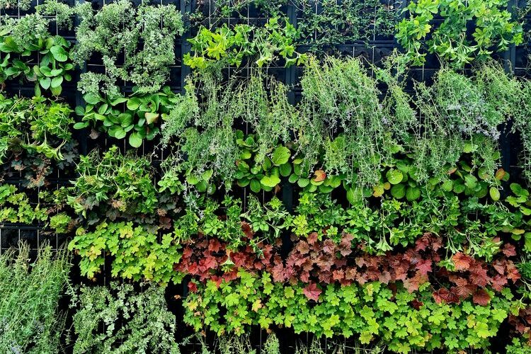 zielone ściany w bydgoszczy (4)