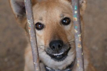 Psy z Ukrainy uratowane dzięki poznańskiemu schronisku