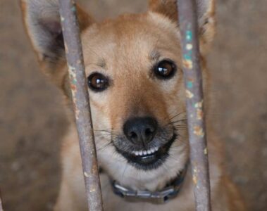 Psy z Ukrainy uratowane dzięki poznańskiemu schronisku