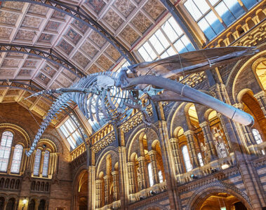 blue-whale-skeleton-natural-history-museum-london-hintze-hall-casson-mann-designboom-07