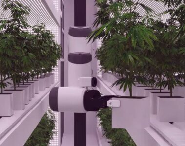 seedo-lab-automated-cannabis-farm-robotic-arms-artificial-intelligence-designboom-1800