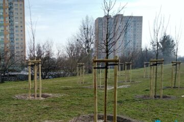 150-nowych-drzew-wzdluz-ul-hetmanskiej-fot-zdm,pic1,1016,144826,258804,with-ratio,16_9