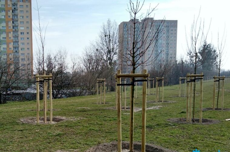 150-nowych-drzew-wzdluz-ul-hetmanskiej-fot-zdm,pic1,1016,144826,258804,with-ratio,16_9