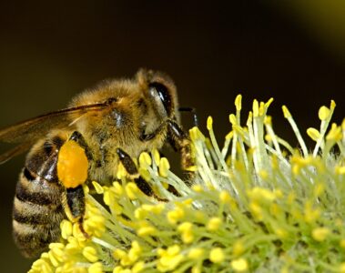 pszczoły 1