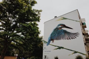 ptasie murale w krakowie2