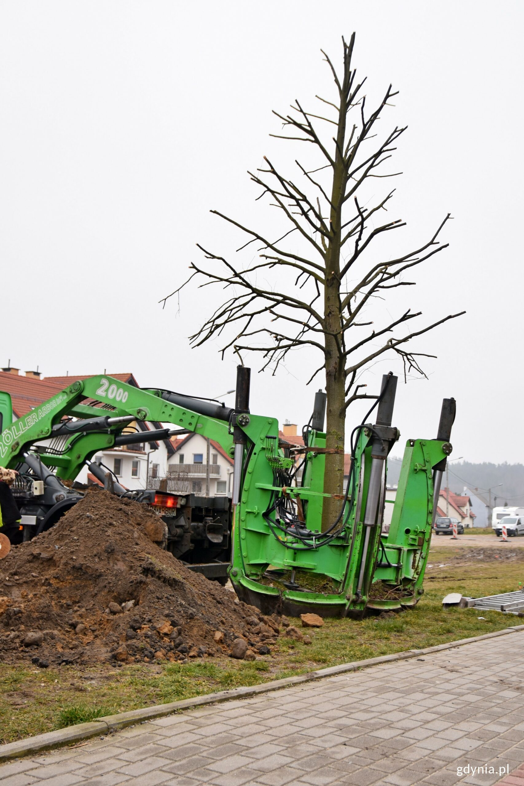 Gdynia: zamiast wyciąć drzewa