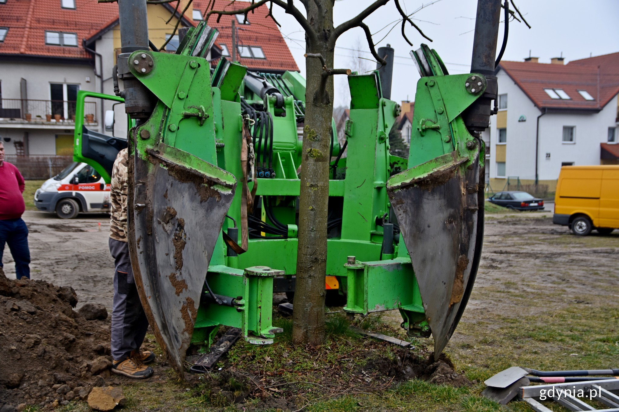 Gdynia: zamiast wyciąć drzewa