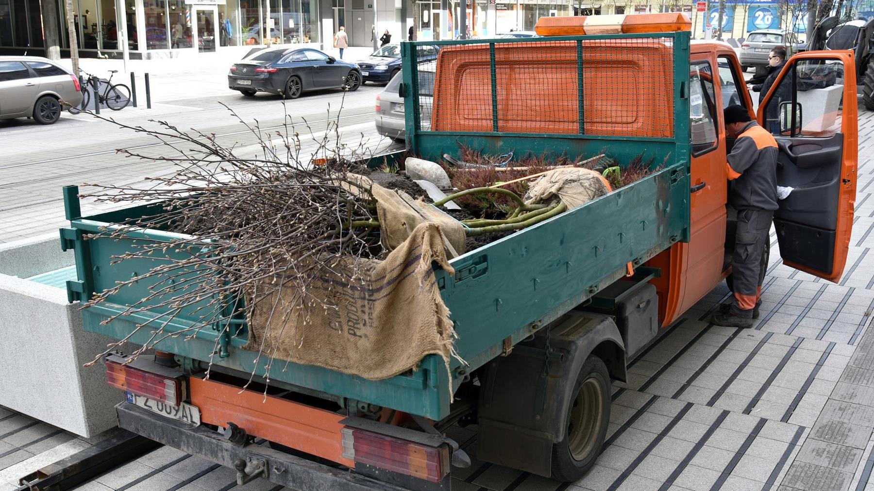 Nowe drzewa na ulicy Św. Marcin