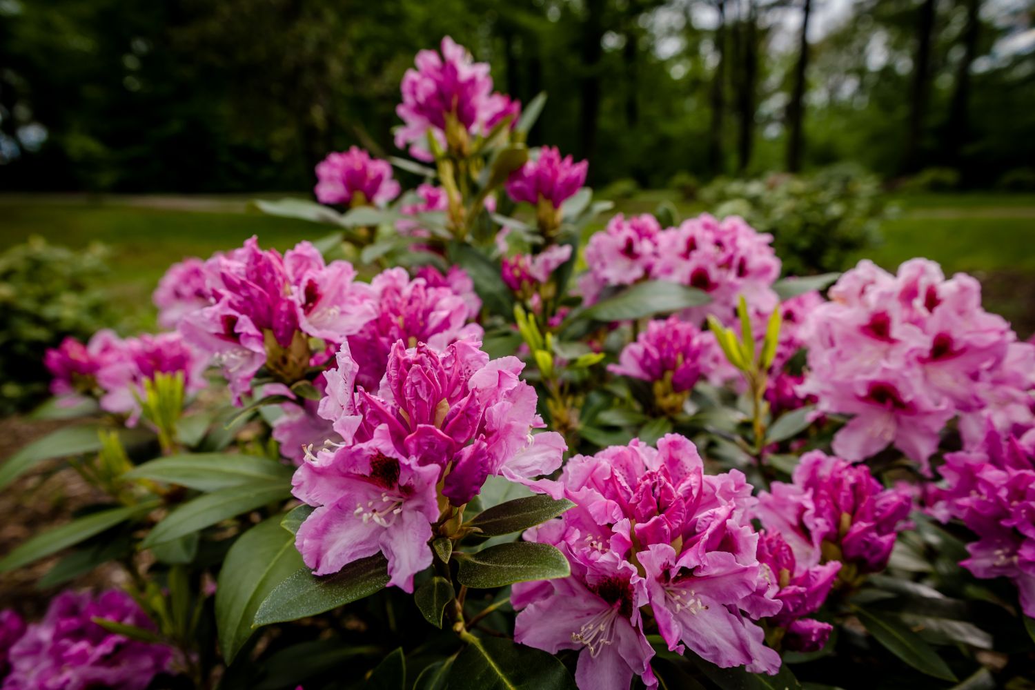 jedna z największych kolekcji rododendronów