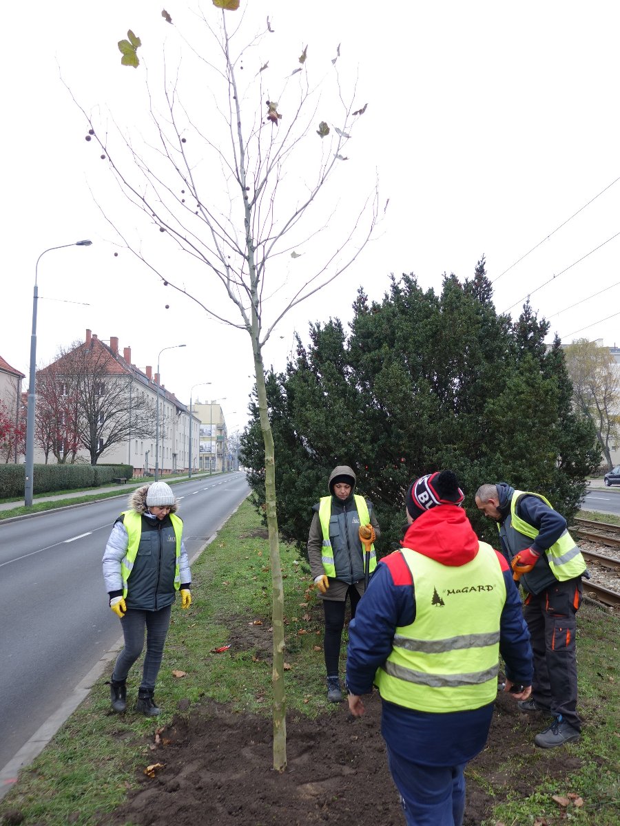 400 nowych drzew w Poznaniu