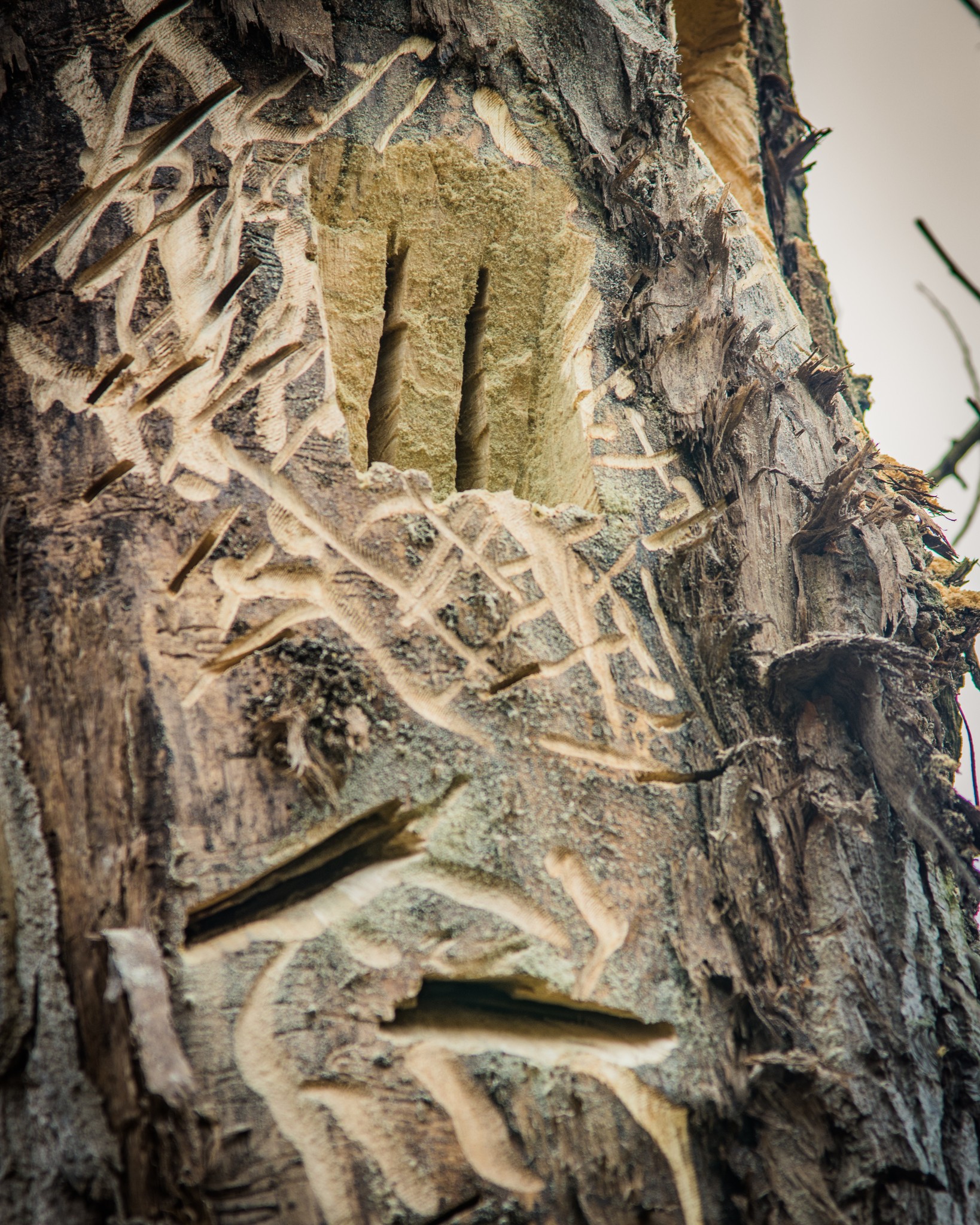 Pnie w Parku Fosa - drugie życie starych drzew