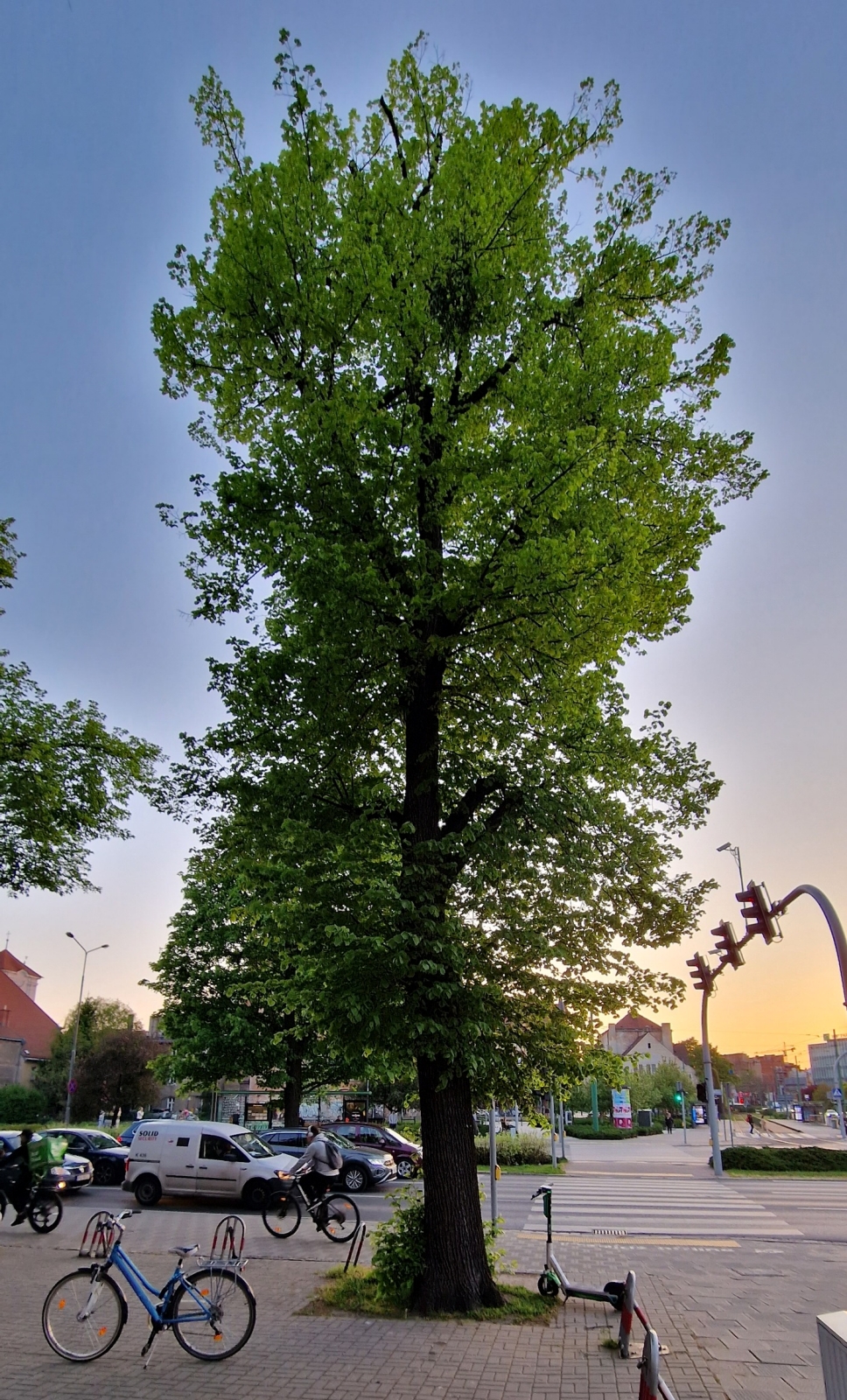 Poznańskich drzew